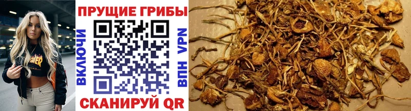 Псилоцибиновые грибы Cubensis купить наркотик Протвино